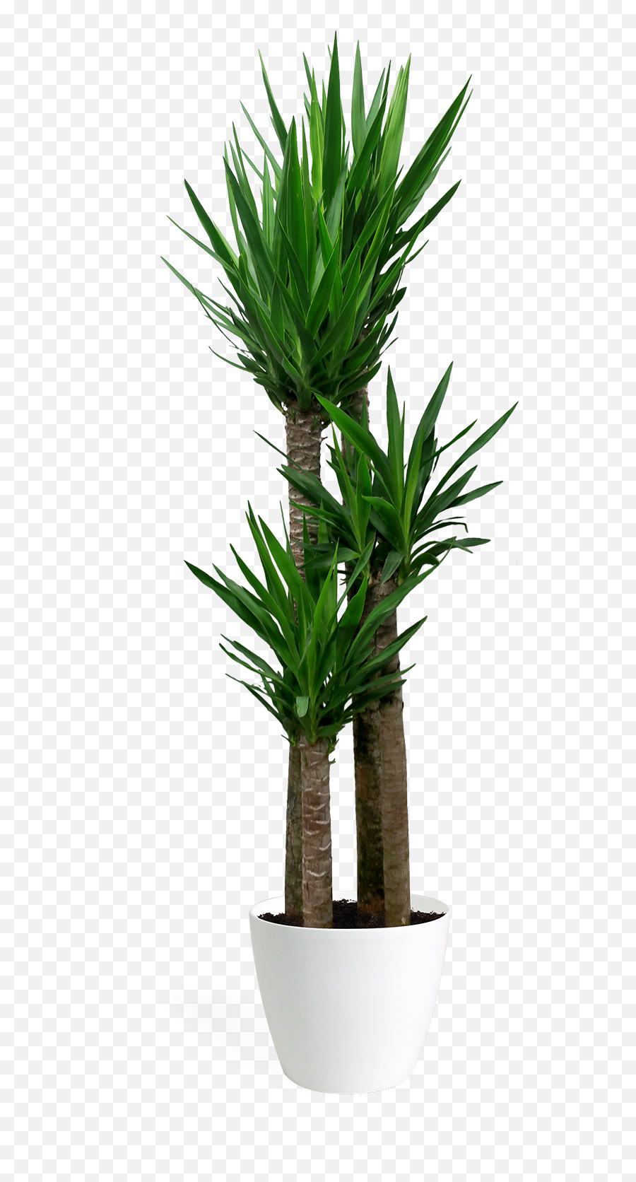 Download Yucca Cane Staggered Large - Yucca Png,Yucca Png
