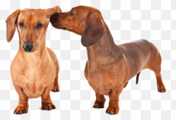 Dachshund Png Images Free Download - Hi Nhng Ngi Yêu Chó,Dachshund Png