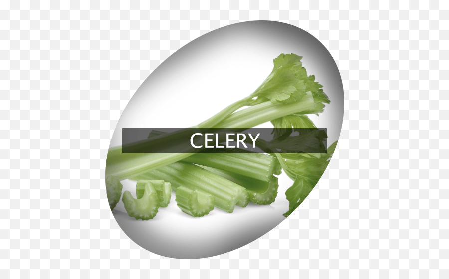 Celery Indigrowcom - Cruciferous Vegetables Png,Celery Png