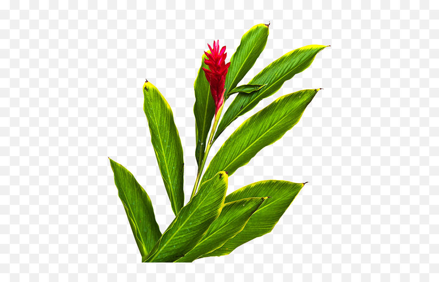 Fiji Ginger - Red Ginger Flower Png,Ginger Png