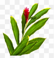 Fiji Ginger - Red Ginger Flower Png,Ginger Png