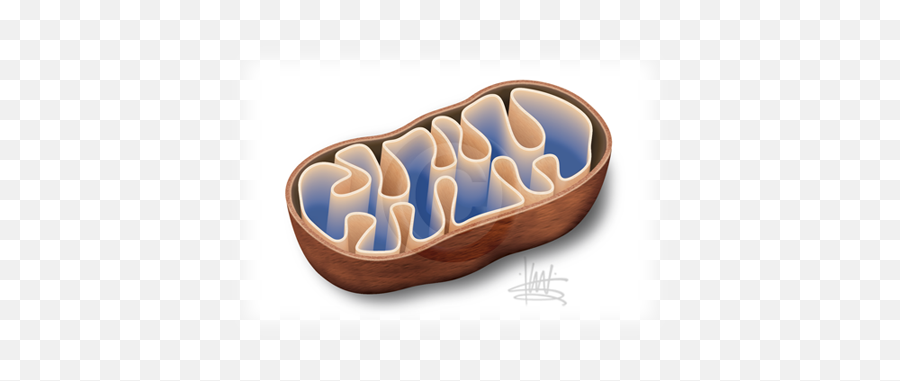 Photosynthesis And Cellular Respiration - Photosynthesis And Cellular Respiration Png,Mitochondria Png