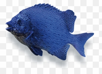 Oplegnathus Punctatus - Shandong Modern Fisheries Corporation Aquarium Fish Png,Sharp Teeth Png