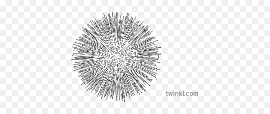 Sea Urchin Animals Ocean Ks2 Black And White Illustration - Dot Png,Sea Urchin Png