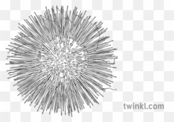 Sea Urchin Animals Ocean Ks2 Black And White Illustration - Dot Png,Sea Urchin Png