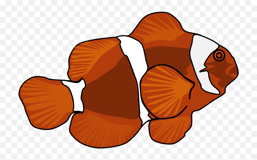 Download Maroon Clownfish Png Image With No Background - Aquarium Fish,Clownfish Png