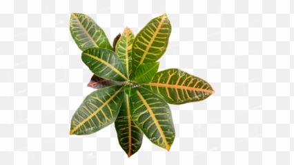 Plant Tropical 3b - HD Image GraphicsCrate Plants Png Images Hd