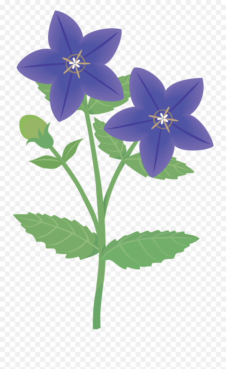 Japanese Bellflower Clipart - Small Clematis Clipart Black And White Png,Japanese Flower Png