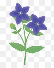 Japanese Bellflower Clipart - Small Clematis Black And White png