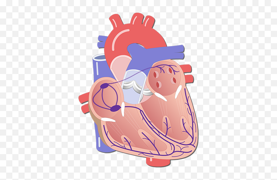 The Electrical Conduction System Of Heart - Unlabeled Heart Electrical System Png,Cartoon Heart Png