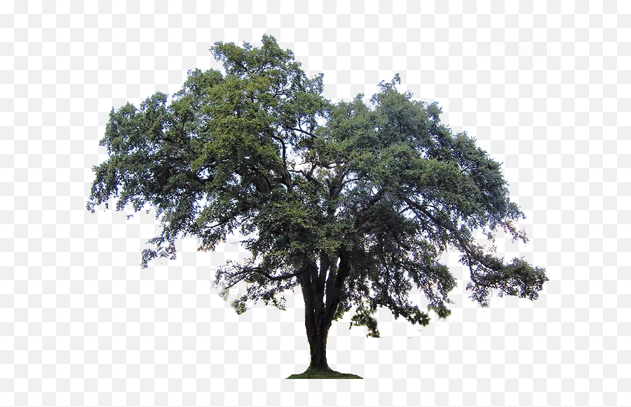 Ulmus Americana Southern Live Oak Tree - Live Oak Tree Transparent Png,Spanish Moss Png