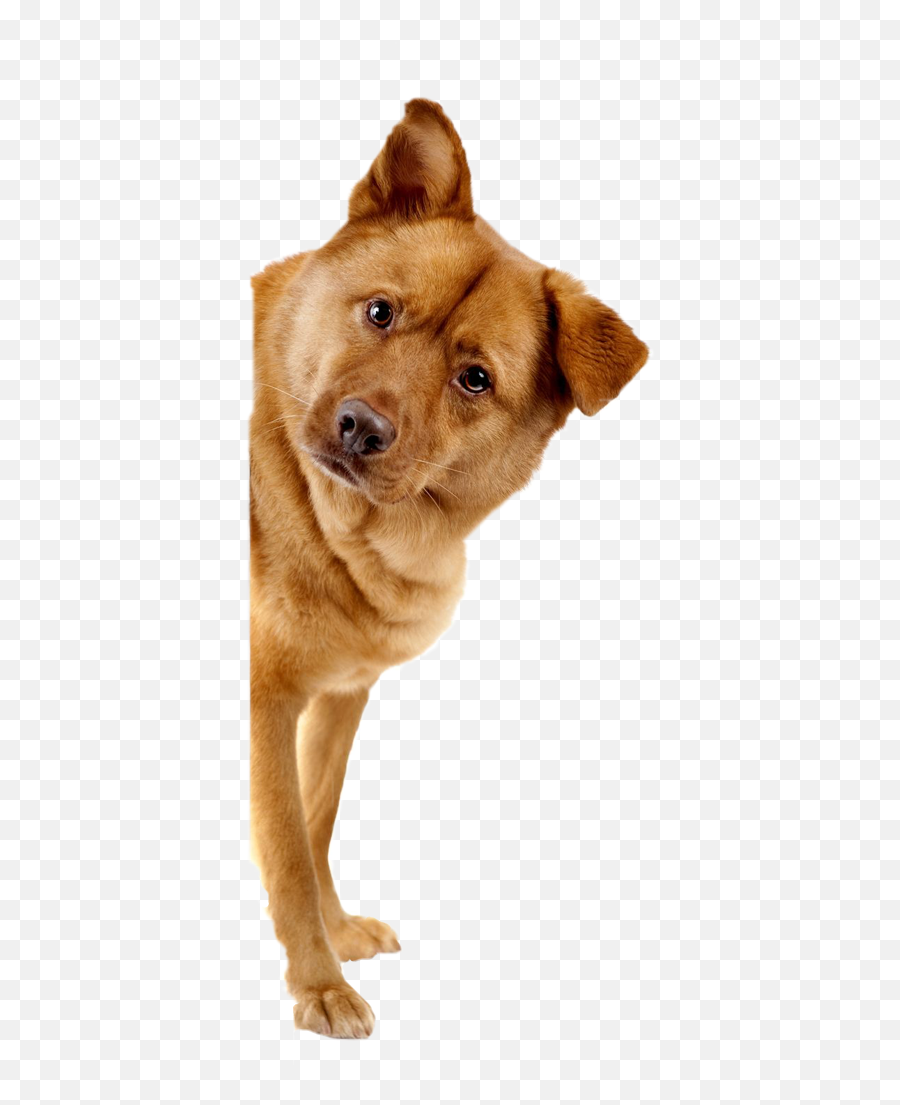 Dog Png Image Beautiful Dogs Transparent Pictures - Free,Doge Face Png