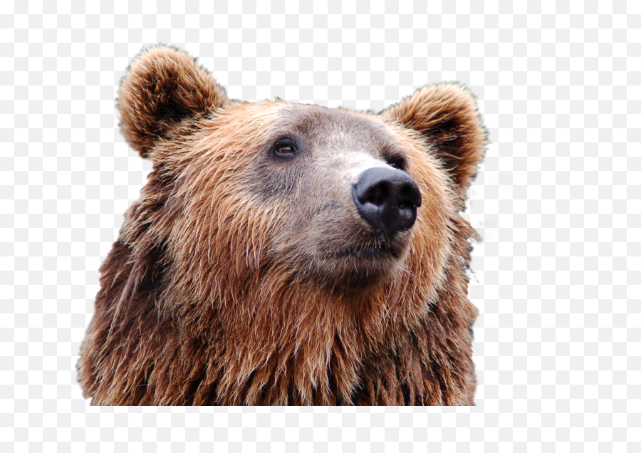 Bear Head Png Image - Bear Head Png,Bear Head Png