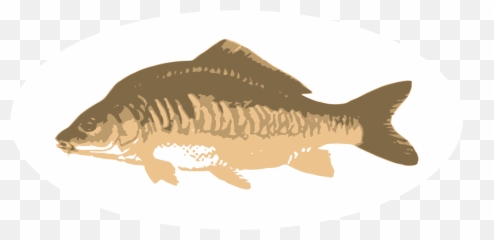 Privacy Grafton Mere Fishing Lakes - Cypriniformes png
