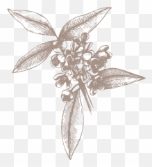 Queen Boadicea The Icon Scarf - the Victorious Olive Flower Sketch png