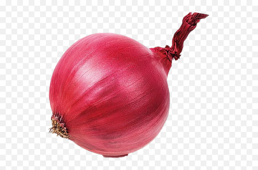 Onion Png Hd Quality - Onion Png,Onion Png