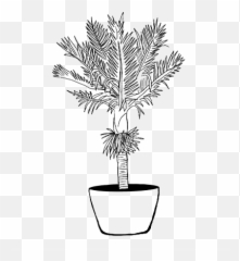 Tropical Plants - Treasures Taranaki For Indoor png