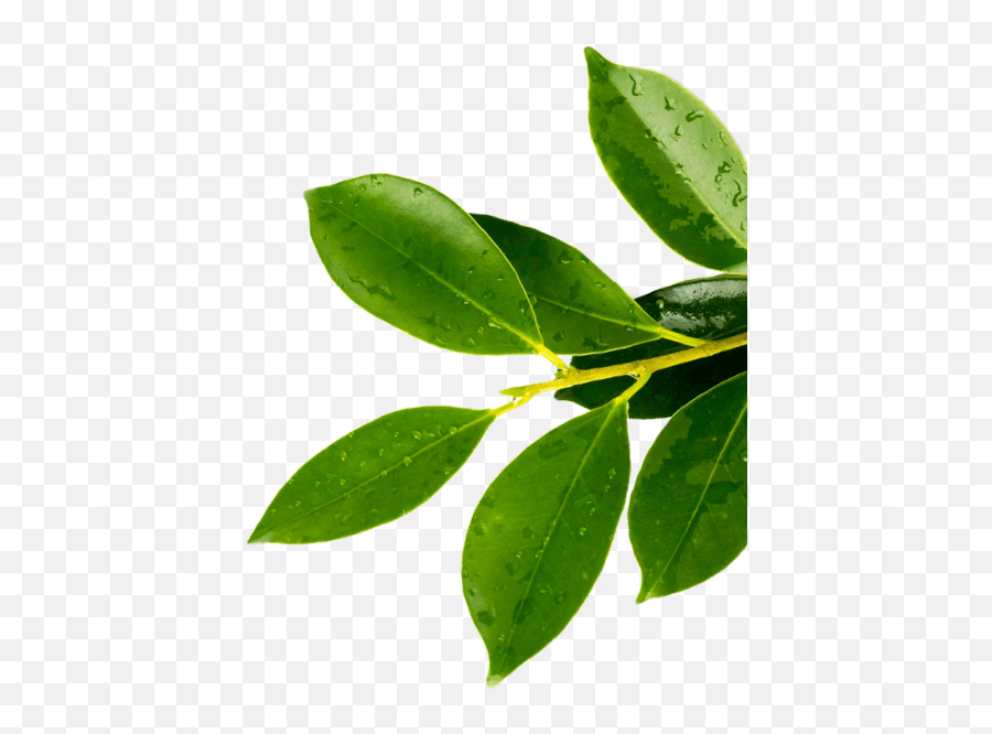 Recycling Kind Science Skincare Product Containers - Plant Pathology Png,Can I Remove The Recycle Bin Icon From Desktop