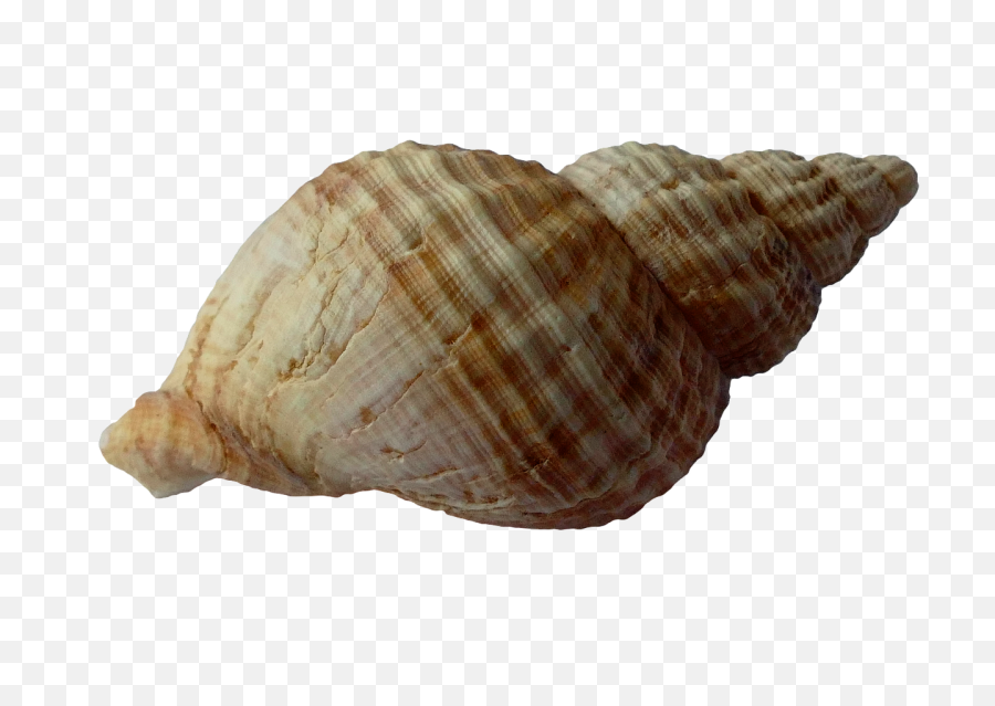 Seashell Png Images Free Download - Sea Shell Clam,Sea Shell Png