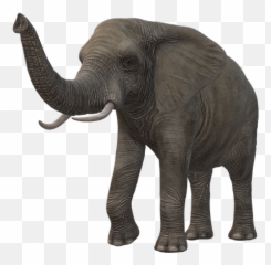 Free Photo Tusks Elephant Icon Trunk - Norsu Png
