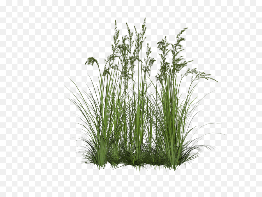 Wild Grass - Tall Grass Png,Wild Grass Png