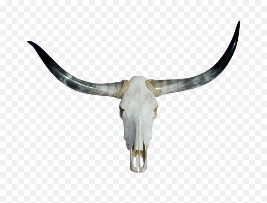 Longhorn No Skull - Transparent Bull Skull Png,Longhorn Png