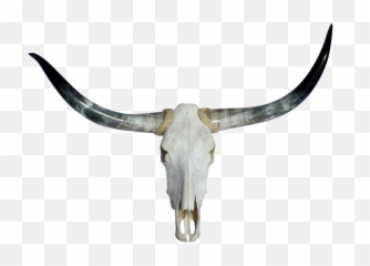 Longhorn No Skull - Transparent Bull Skull Png,Longhorn Png