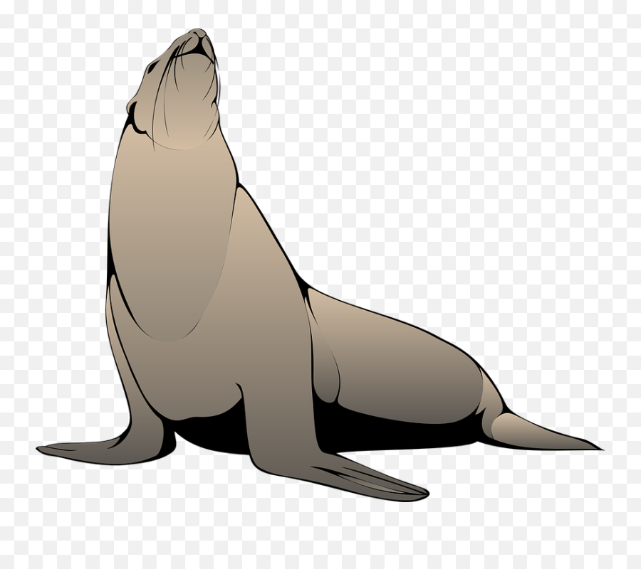 Seal Clipart Realistic - Free Seal Animal Vector Png Realistic Sea Lion Clipart,Seal Png