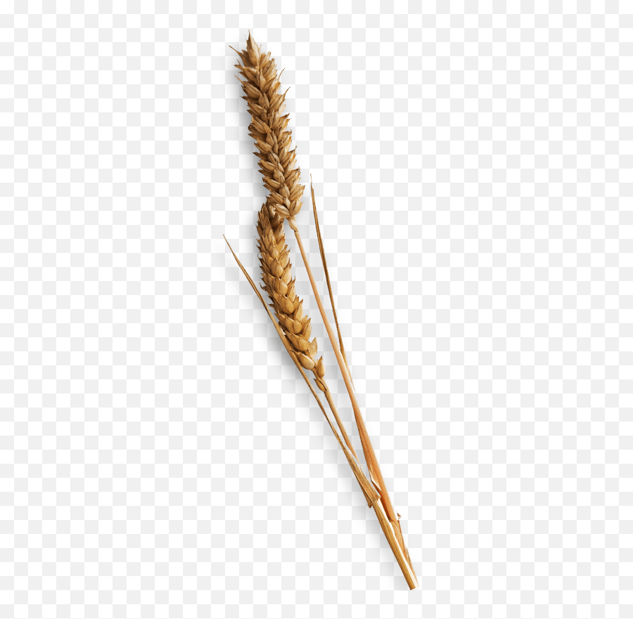 Single Piece Of Hay Transparent Png - Single Piece Of Hay,Hay Png
