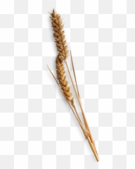 Single Piece Of Hay Transparent Png - Single Piece Of Hay,Hay Png