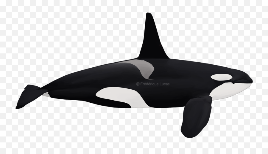 Wildlife And Railway Art - Eastern North Atlantic Killer Whale Png,Orca Png