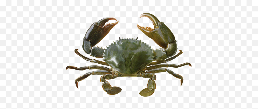 Download Crab Transparent Background - Sea Crab In Water Png,Crab Transparent Background