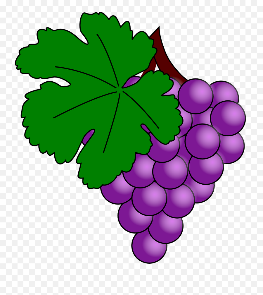 Grape Vine Png - How To Set Use Grape With Vine Leaf Svg Grapes Clip Art,Vine Png