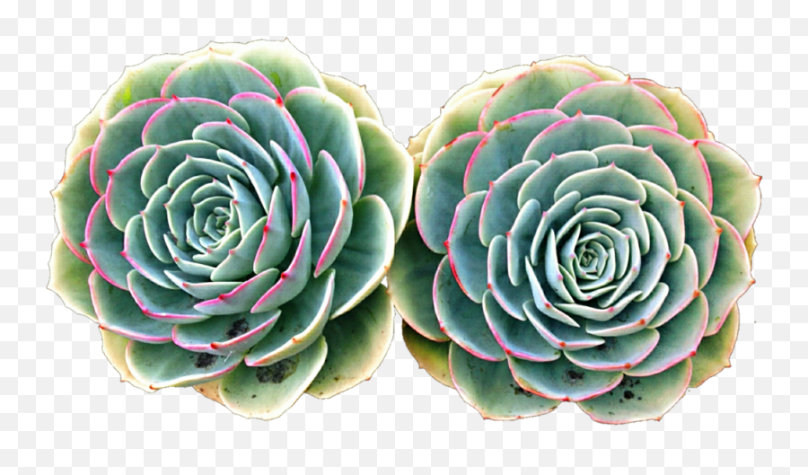 Succulent Clipart - Succulents Png,Succulent Png