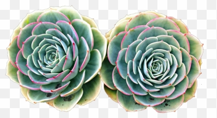 Succulent Clipart - Succulents Png,Succulent Png