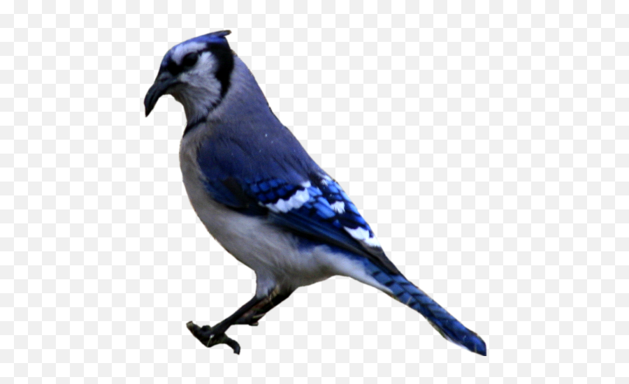 Blue Jay Png 4 Image Blue Jay Bird Png Blue Jay Png Free Transparent Png Images Pngaaa Com