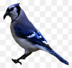 Blue Jay Png 4 Image - Blue Jay Bird Png,Blue Jay Png