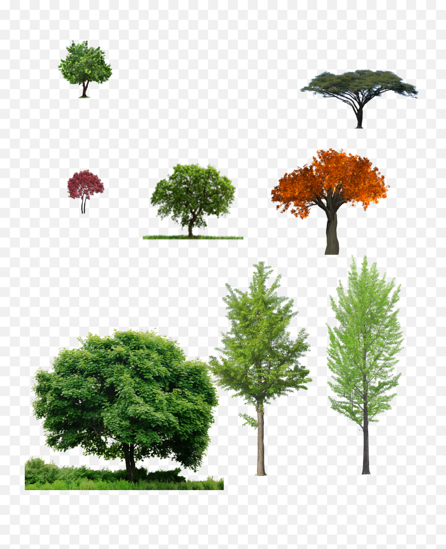 Download Trees - Tree And Grass Png,Trees Png