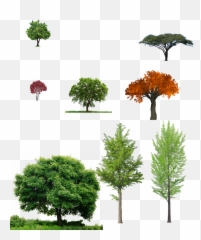 Download Trees - And Grass Png
