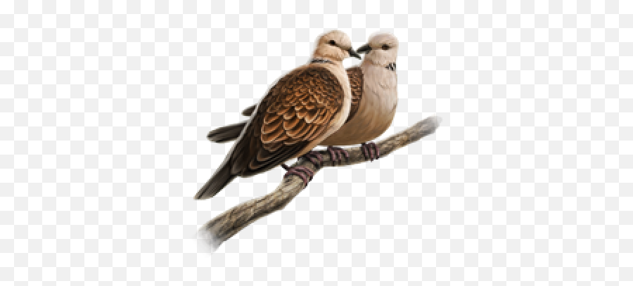 Doves Png And Vectors For Free Download - Turtle Doves Png,Dove Png