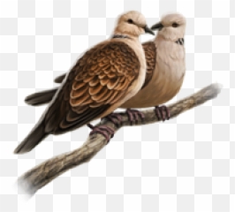 Doves Png And Vectors For Free Download - Turtle