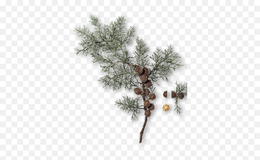 What Is Cypress Essential Oil - Mexican Pinyon Png,Cypress Tree Png