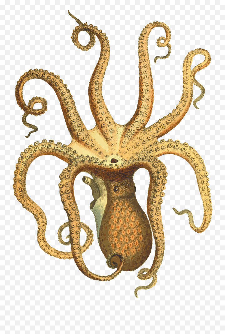 Octopus Png - Transparent Octopus Png,Octopus Png
