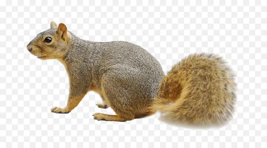 Download - Squirrel Png,Squirrel Transparent