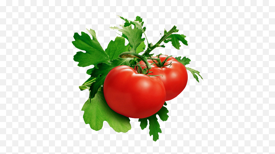 Download Tomato Png Pic - Tomato Png,Tomato Png