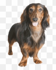 Dachshund Png Image - Dachshund Png,Dachshund Png