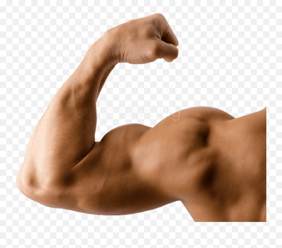 Arm - Muscle Arm Png,Arm Transparent Background