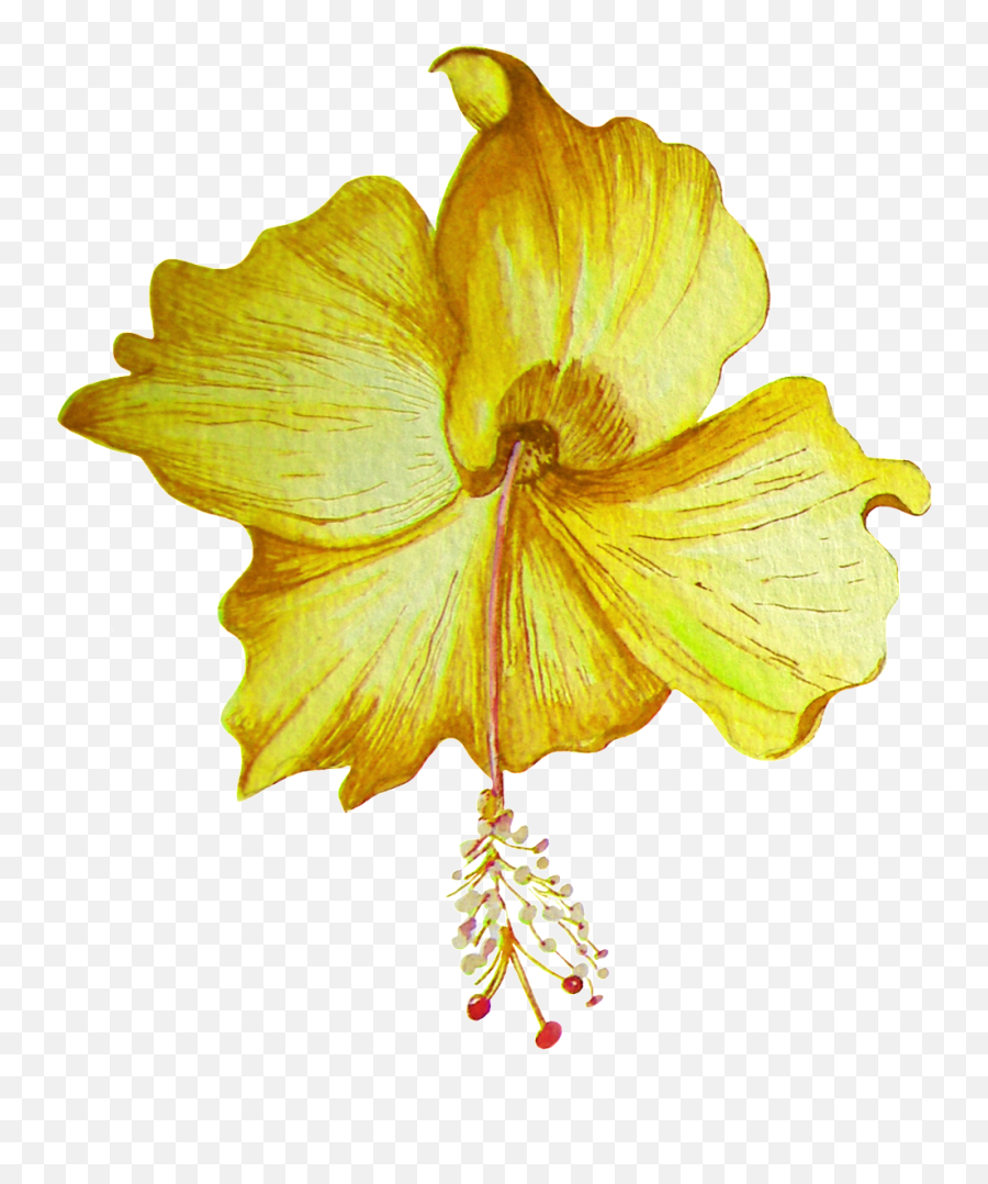 Download Hd Hand Painted Golden Hibiscus Flower Transparent - Portable Network Graphics Png,Hibiscus Flower Png
