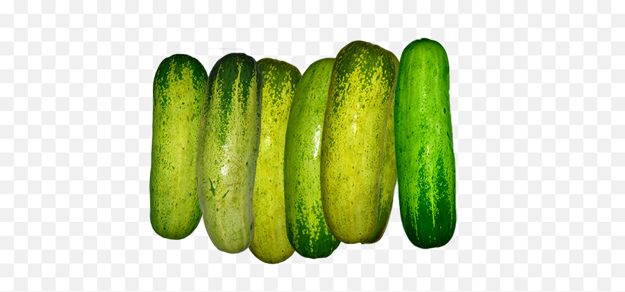 Cucumber Png Images Free Download - The Mayanagari,Cucumber Transparent
