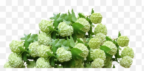 Hydrangea Bush Png Image - Transparent Hydrangea Png,Hydrangea Png
